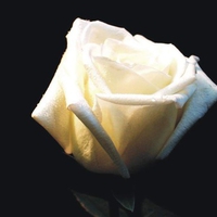 White rose