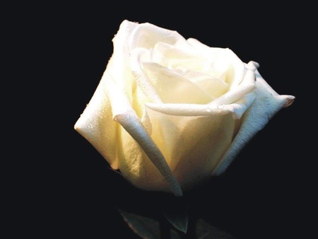 White rose - pretty, rose, white, nature