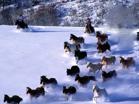 ROCKY MOUNTAIN WILD HORSES - rocky, winter, horses, mountain, wild