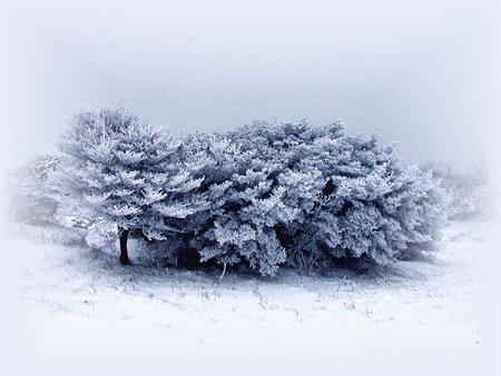 Beautiful forest - white, ice, trees, snow