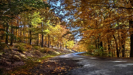 Autumn Journey - beauty, lovely, warm