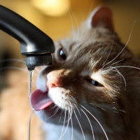 Thirsty Cat