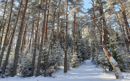 Winter Forest in Latvia - Latvia, winter, trees, forest, spruces