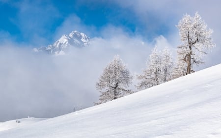 Winter in Slovenia - national park, trees, winter, Slovenia, snow, mountain