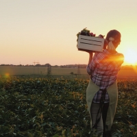 A Midwestern farmer carries fresh produce across her farm at sunset