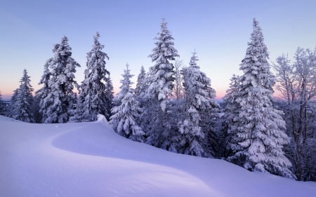 Snow Covered Mountain - snow, winter, trees, mountain