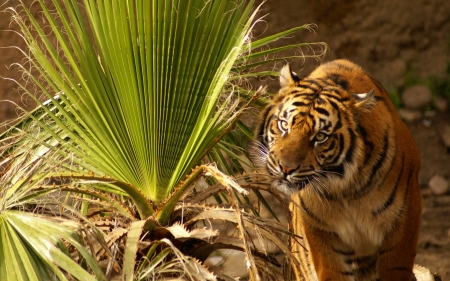 Tiger - animal, green, jungle, tigru, tiger