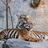 Tigers