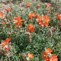 2018 Orange! Scarlet Globemallow in Bindloss, Alberta