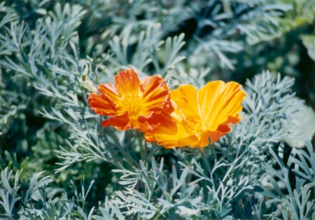 1986 Orange Flower Bruce 1 - alberta, canada, flower, orange