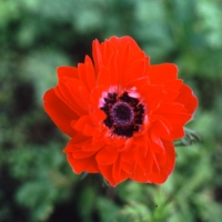 1986 Brilliant red flower