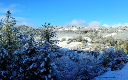 Redwood Highway, Northern California