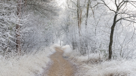 Winter Path