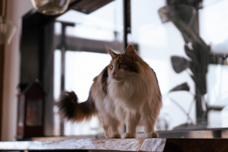 Cat - kitten, animal, Cat, kitty