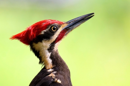 Woodpecker - bird, pasari, red, ciocanitoare, face, woodpecker