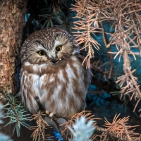 North American boreal owl