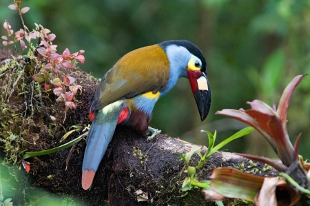 Plate Billed Mountain Toucan - toucan, plate, mountain, billed
