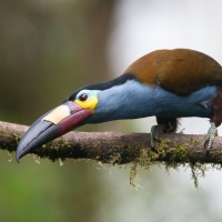 Plate Billed Mountain Toucan