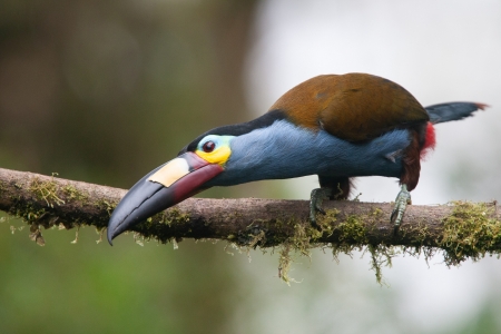 Plate Billed Mountain Toucan