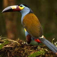 Plate Billed Mountain Toucan