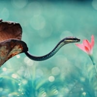 Snake and pink flower