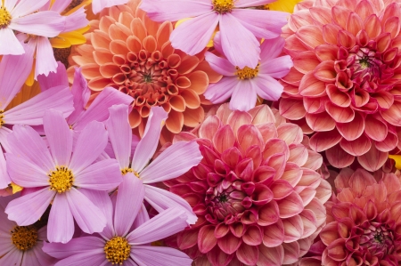 Flowers - skin, carpet, cosmos, chrysanthemum, texture, pink, flower