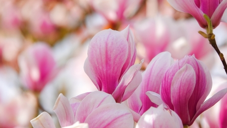 Magnolias - pink, spring, magnolia, flower, white