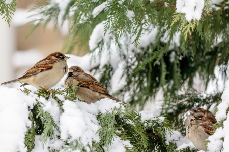 Sparrows - Snow, Tree, Branches, Winter, Birds