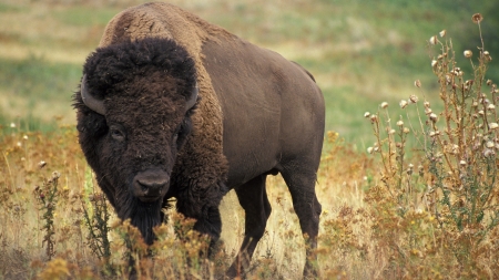 Buffalo - american, animal, bison, buffalo
