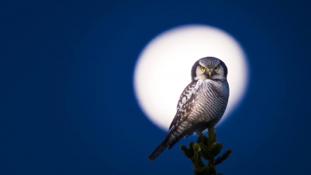 Hawk Owl in Moonlight - bird, moon, night, raptor