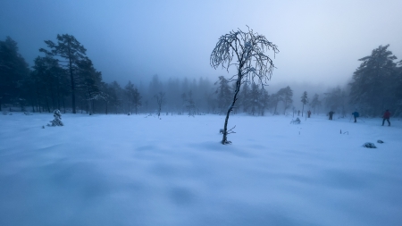 Winter Tree - snow, Winter, Tree, Nature