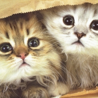 2 Kittens in a bag