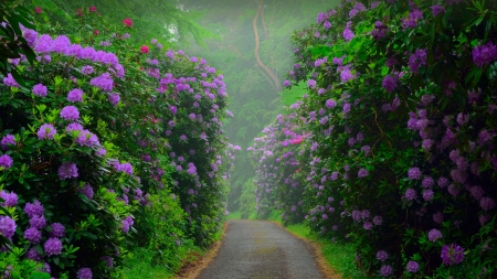 Magic Path - hill, magic, photography, charm, beauty, path, flowers, purple, nature, mist, garden, 4K, horticultural