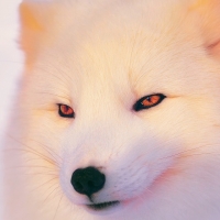 Artic-Fox