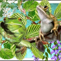 FROGS ON BRANCHES