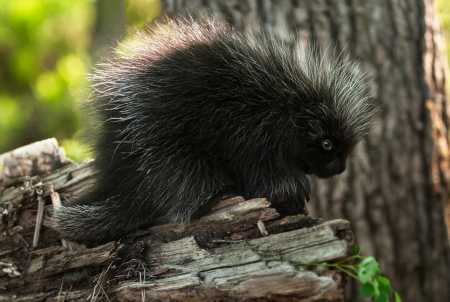 Porcupine - spines, animal, porcupine, mammal