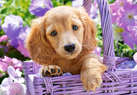 Puppy - fantasy, purple, cute, dog, puppy, cat, wild