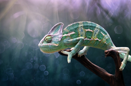 Chameleon - pink, green, edy pamungkas, chameleon, nature, reptile