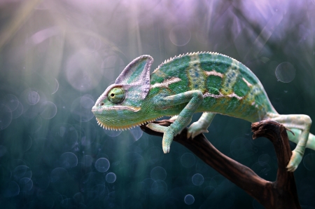 Chameleon - reptile, nature, green, pink, chameleon, edy pamungkas