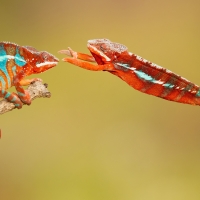 A chameleon hug