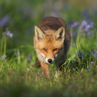 Fox