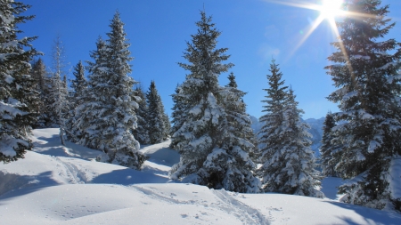 A Sunny Winter Day - trees, landscape, forest, sun, sky