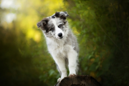 Puppy - dog, puppy, black, white, border collie, green, caine