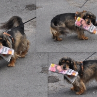 she bringing my newspaper