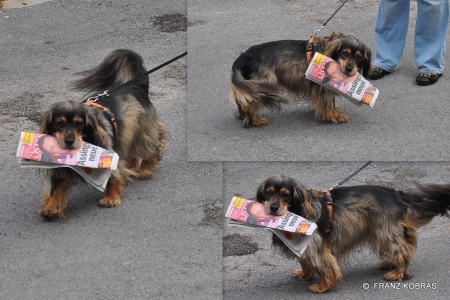 she bringing my newspaper - sara, dog, newspaper, animals