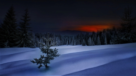 the color of night - pine branch, winter, night, sky