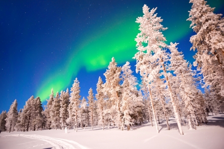 Northern lights - Norway, winter, trees, beautiful, snow, north, lights, frost, aurora borealis, cold, sky