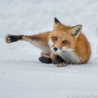 Fox