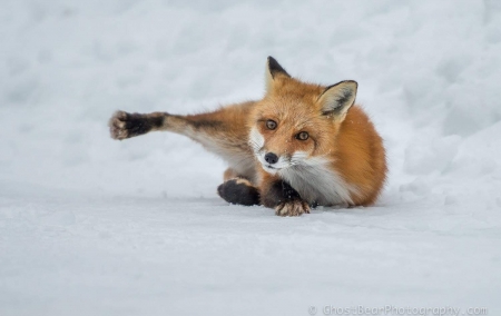 Fox - vulpe, white, winter, animal, fox, paw, snow, iarna