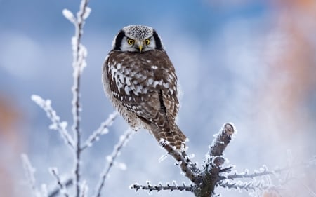 Hawk Owl